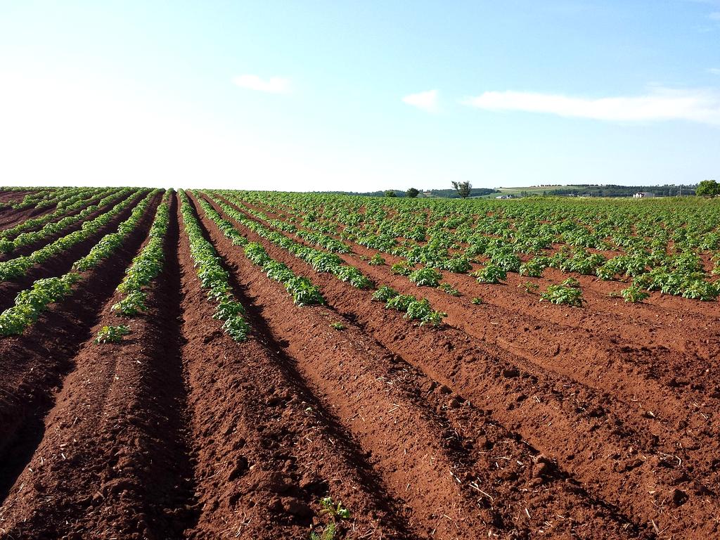 Hands cultivating healthy soil in a regenerative farm
