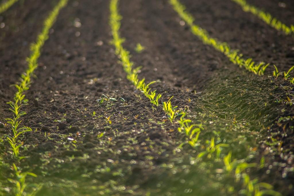 Portrait of the SoilRevive expert in a regenerative farm