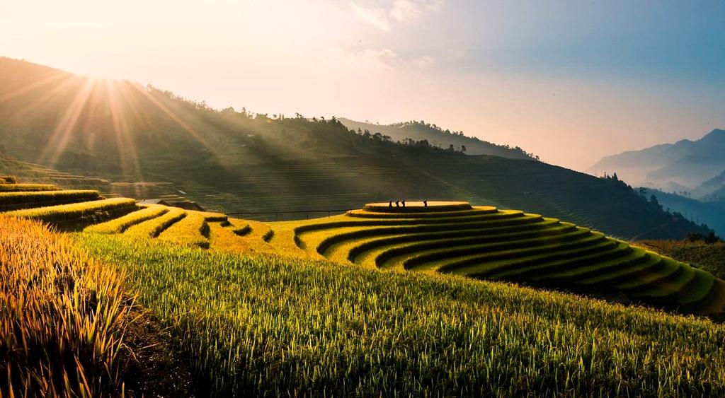 Lush green field illustrating soil health
