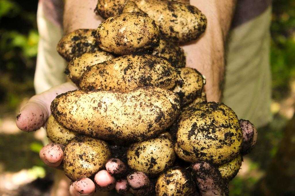 Soil with plant roots and tools for regenerative farming